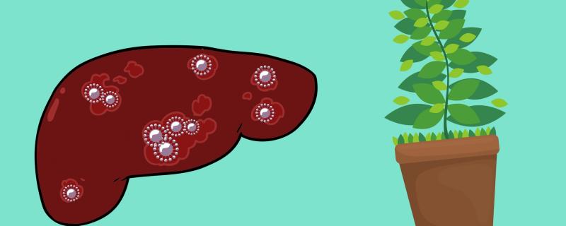 ஈரல் அழற்சி நோய்க்கு ஒரு மூலிகை தீர்வு - ஆய்வில் தகவல் 