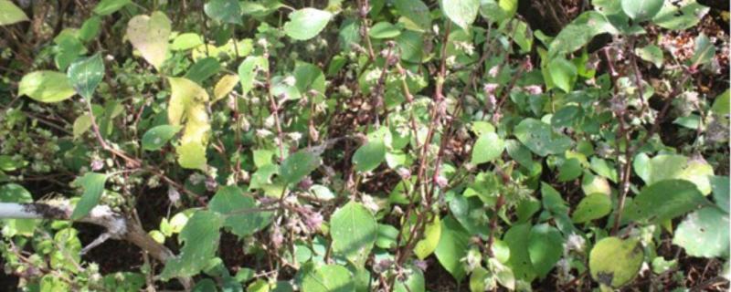 Strobilanthes sharavathiensis