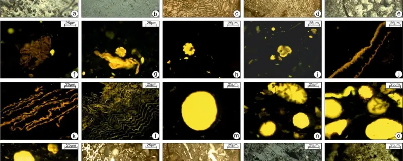 Representative photomicrographs of the various macerals and mineral matter recorded in the studied lignite samples.