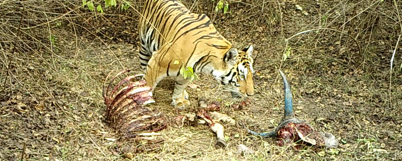 Tiger with its kill