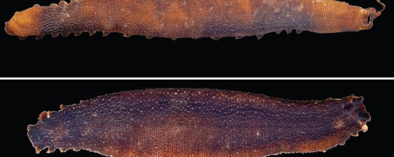 Specimens of Typhloperipatus williamsoni. (Top) from Kalek and (Bottom) from Yingku, Arunachal Pradesh, India. 