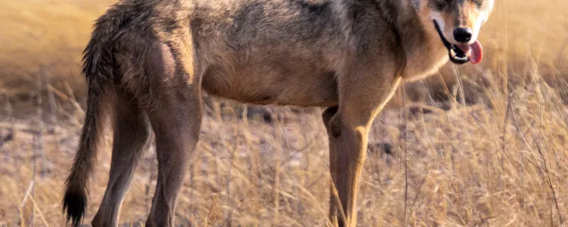 A generational shift among shepherds threatens the survival of the Indian wolf