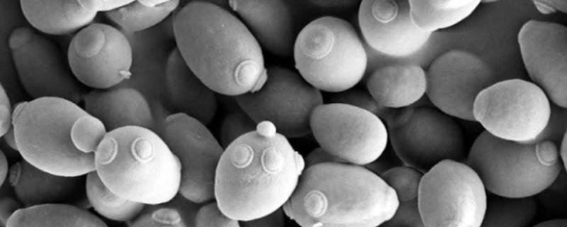 Budding yeast as seen under the microscope. 