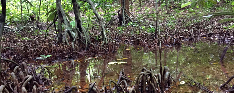 A Myristica swamp in the Western Ghat mountains, Karnataka. Photograph by Mital Thacker