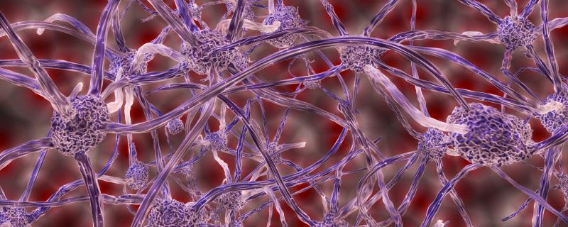 Scientists unravel a gene function that helps the genesis of neurons