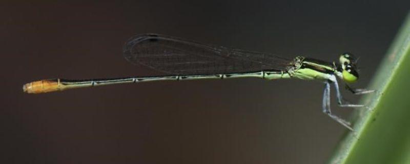 Agriocnemis pygmaea [Image credits: Shantanu Joshi]