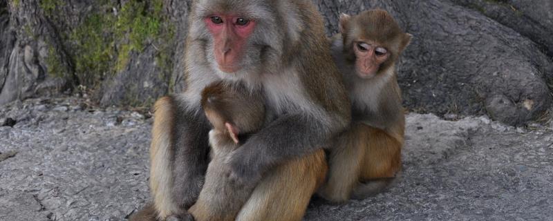 Photo: © Aiwok/ WikiCommons/ CC BY-SA 3.0