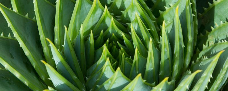 Studying cities and ecosystems as complex systems