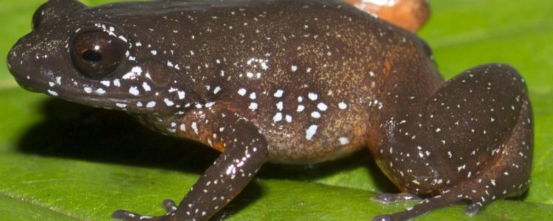 IISc researchers describe a new starry frog from the Western Ghats