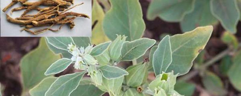 Guru Nanak Dev University, Amritsar and National Institute of Advanced Industrial Science & Technology, Japan, show that cultivating Ashwagandha organically with vermicompost can enrich the soil