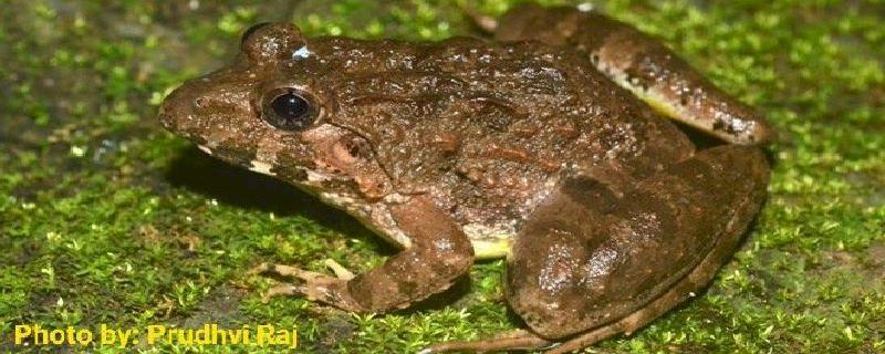 Frog tales: Finding an alter ego a thousand kilometer away