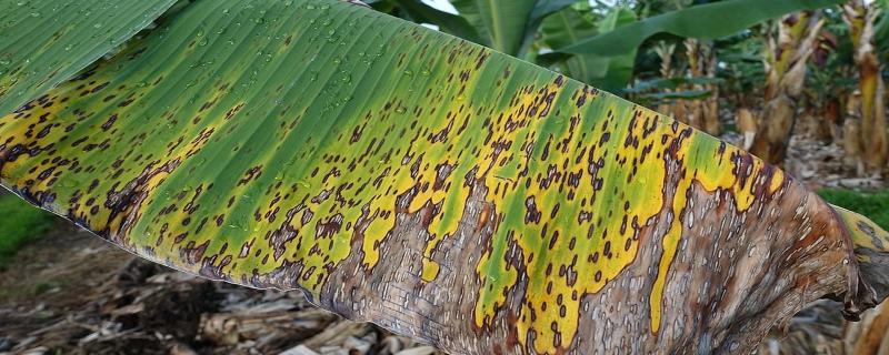 Powered by Artificial Intelligence, smartphones can now ward off banana pests
