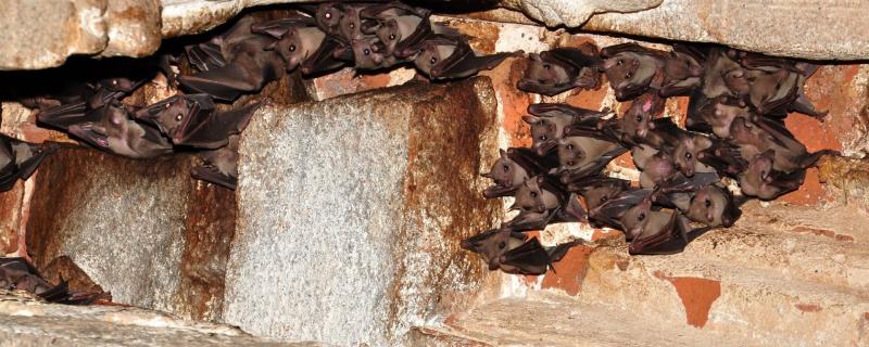 ಕೊರೋನ ಮತ್ತು ಬಾವಲಿಯ ನಂಟು: ಬಾವಲಿಗಳನ್ನು ಹೊರಗಟ್ಟಬೇಕೇ? 