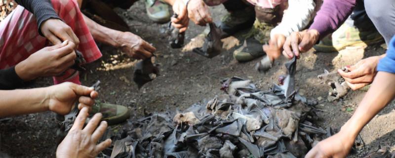 On the edge: Bats in northeast India found to carry filoviruses that could spread to humans