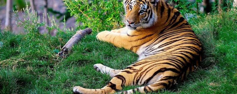 Indian tigers more stressed than their Russian cousins, shows study