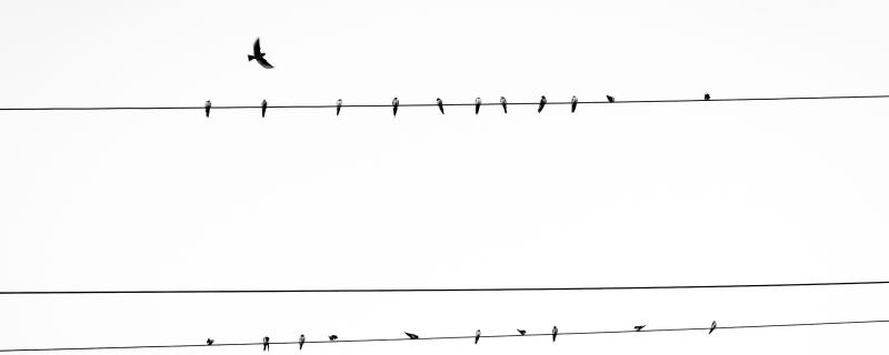 क्या पक्षी नगरों के  बजाए देहात का  शांत वातावरण पसंद करते हैं ?