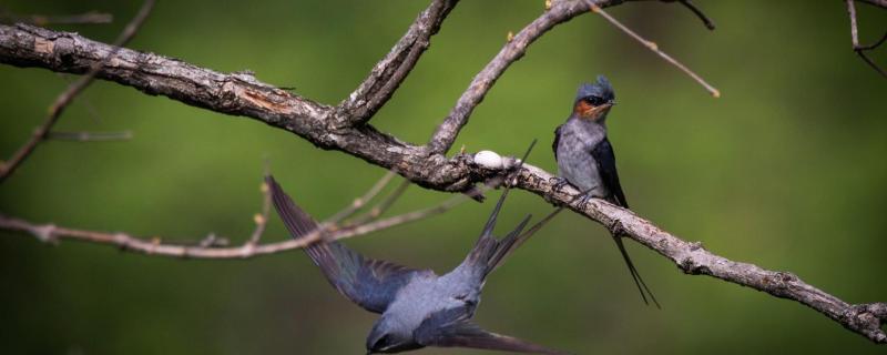 Nature's parenting paradox. Males, not females, may gain more by caring for their young