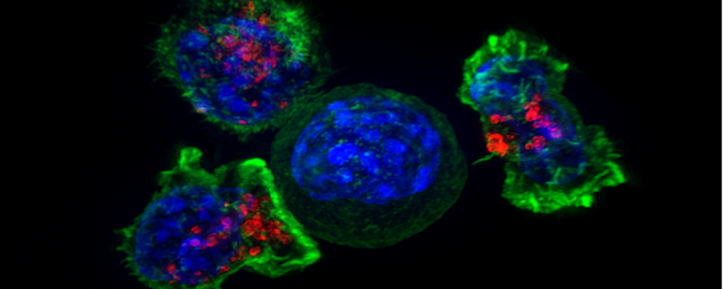 Identifying therapeutic targets by peeking inside the bladder cancer