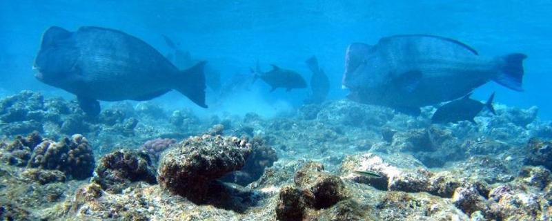 Researchers study the distribution of the Bumphead parrotfish in the corals of Andamans