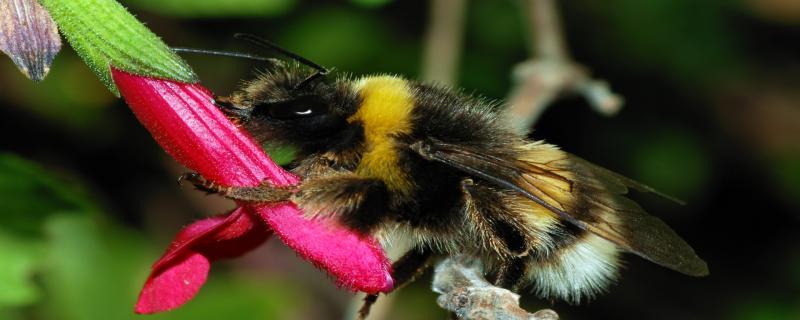 অৰুণাচল প্ৰদেশ: ভোমোৰাৰ এক ৰম্যভূমি