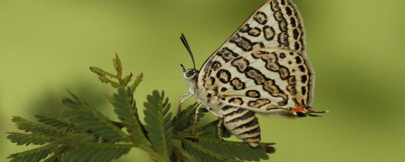Understanding the basis of the amazing association between butterflies and ants