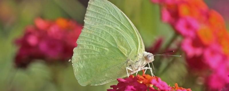 Amidst the alluring colour and scents, here’s how butterflies pick their flower