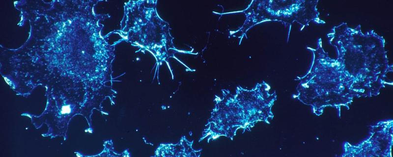 New drug pits cell’s biocidal system against cervical cancer