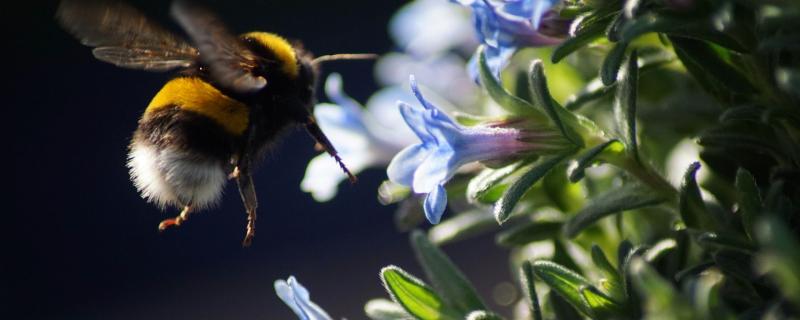 Using virtual reality to understand how insects fly 