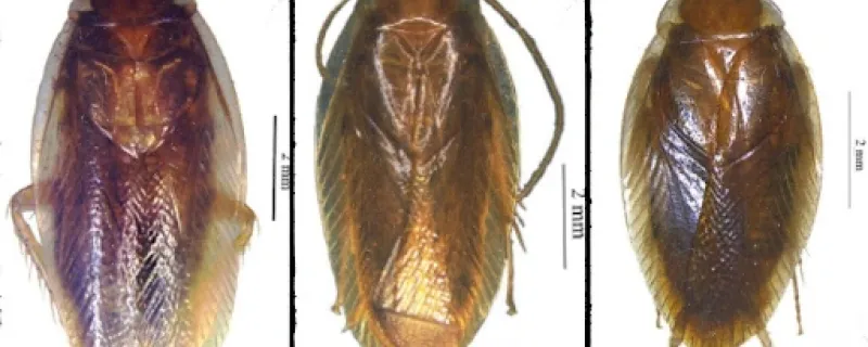 Two new species of Cockroaches discovered from Meghalaya and Jharkhand, first record of the genus from India