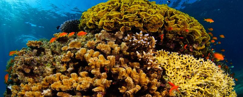 When sea corals act as climate archives
