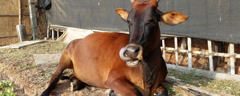 India, an emerging hotspot for antimicrobial resistance in farm animals, finds study