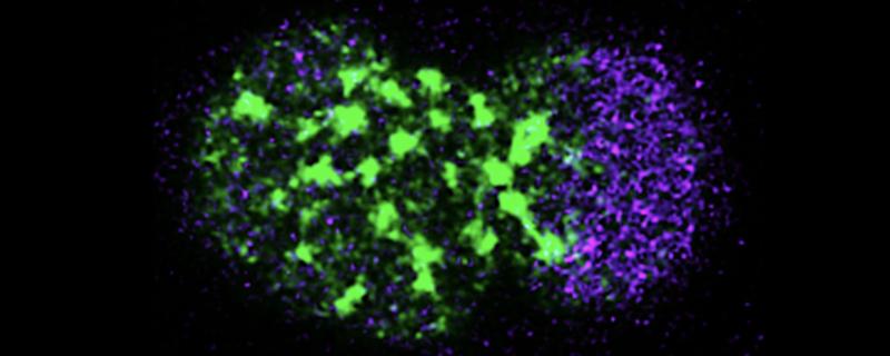 IISc study unravels vital proteins behind proper cell division