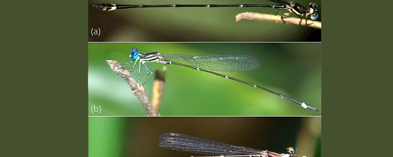 Researchers discover three new species of damselflies in the Western Ghats