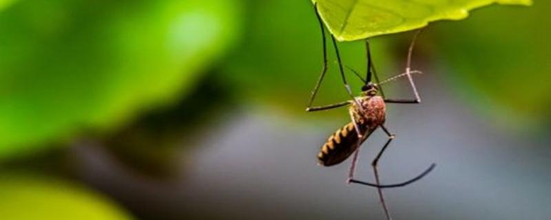 New technology could reduce delayed diagnosis and help differentiate malaria parasite species for effective treatment