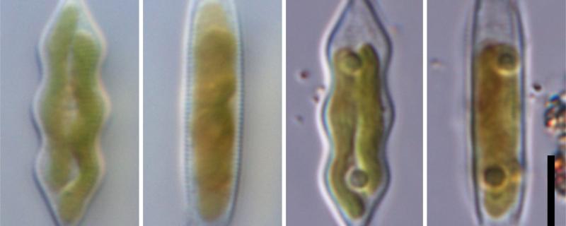 Looking through 'living glass', researchers discover a new genus of diatoms from India and China