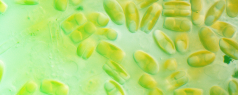 The microscopic world of diatoms