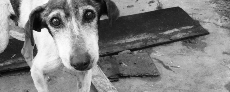 In pursuit of 6000-year-old canine cancer, scientists gain insights into the evolution of the disease