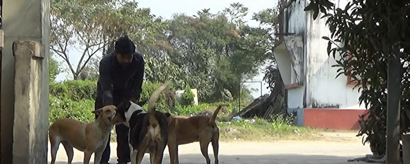 Who is at the centre of a dog’s world? It’s humans more than dogs!