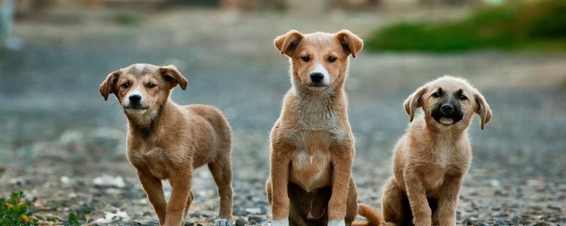 Speaking a million words in a single gaze