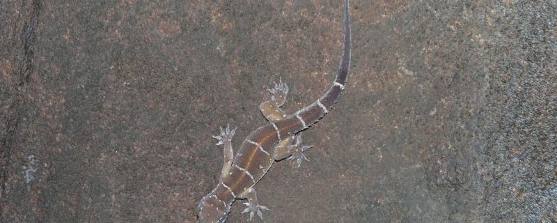 Photo : Vignesh Kamath / Research Matters