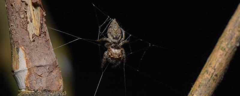 Here is a Jumping Spider that Weaves an Orb-Web to Rest!
