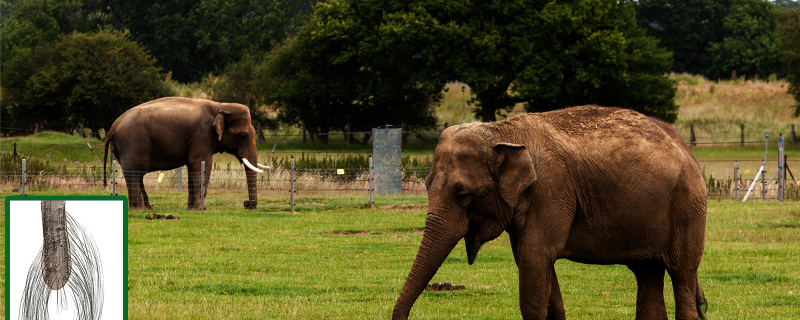 ఏనుగు తోక వెంట్రుకలు వాటి ఒత్తిడి కథలు తెలియజేయగలవు