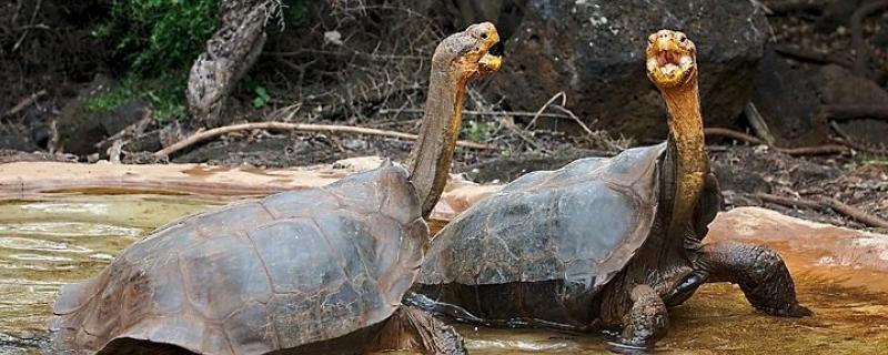 Here’s why laboratory science alone cannot solve the extinction crisis