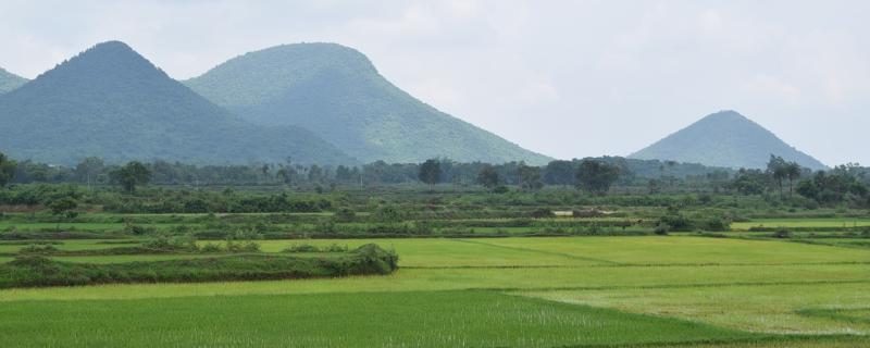 Rapid Urbanisation and Deforestation are Warming up the State of Odisha, finds study