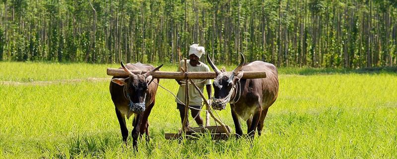 Cultivating millets could be a way forward for achieving food security in India
