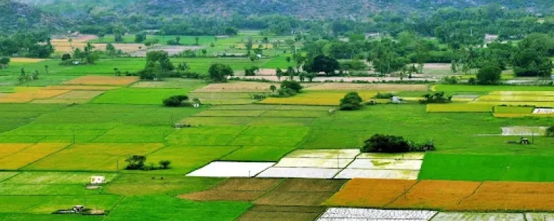 Do Small Farms Outperform Big Ones? A Study Reveals Changes Over 40 Years in India