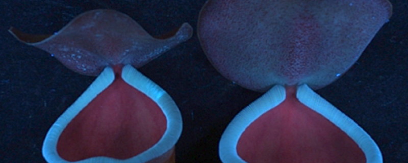 ডঃ চাবুলাল বেবী