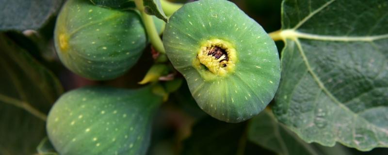 ಅಂಜೂರ - ಕಣಜಗಳ ಸಂಬಂಧ ಮತ್ತು ವಿಕಾಸದ ಪ್ರಾಮುಖ್ಯತೆ