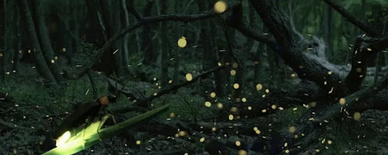 A new study on Indian fireflies reveals surprising variations in their bioluminescent signals