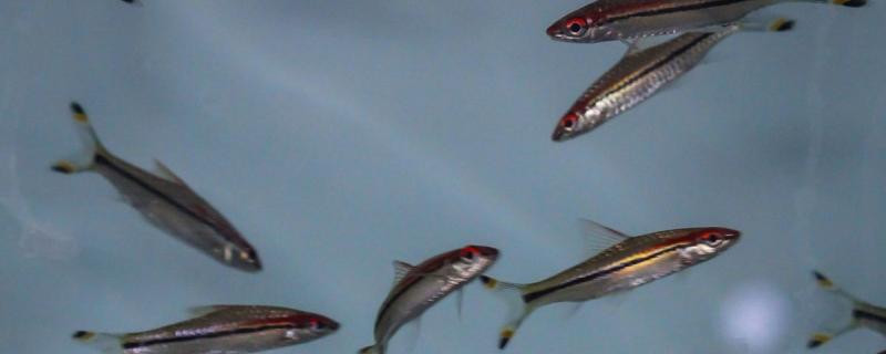 Fish school by intrinsic randomness reveals a new study by researchers at IISc